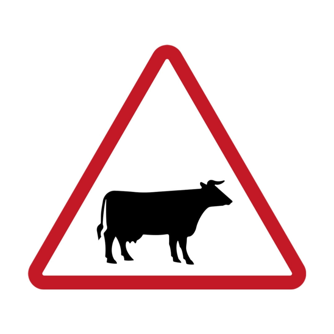 Cattle Crossing